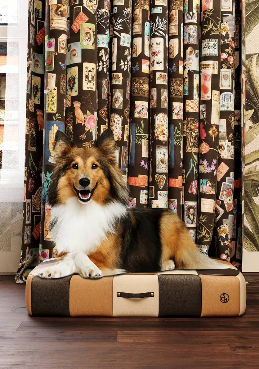 Kedi ve Köpekler İçin Evcil Hayvan Odası Dekorasyon Önerileri (Acıbadem)